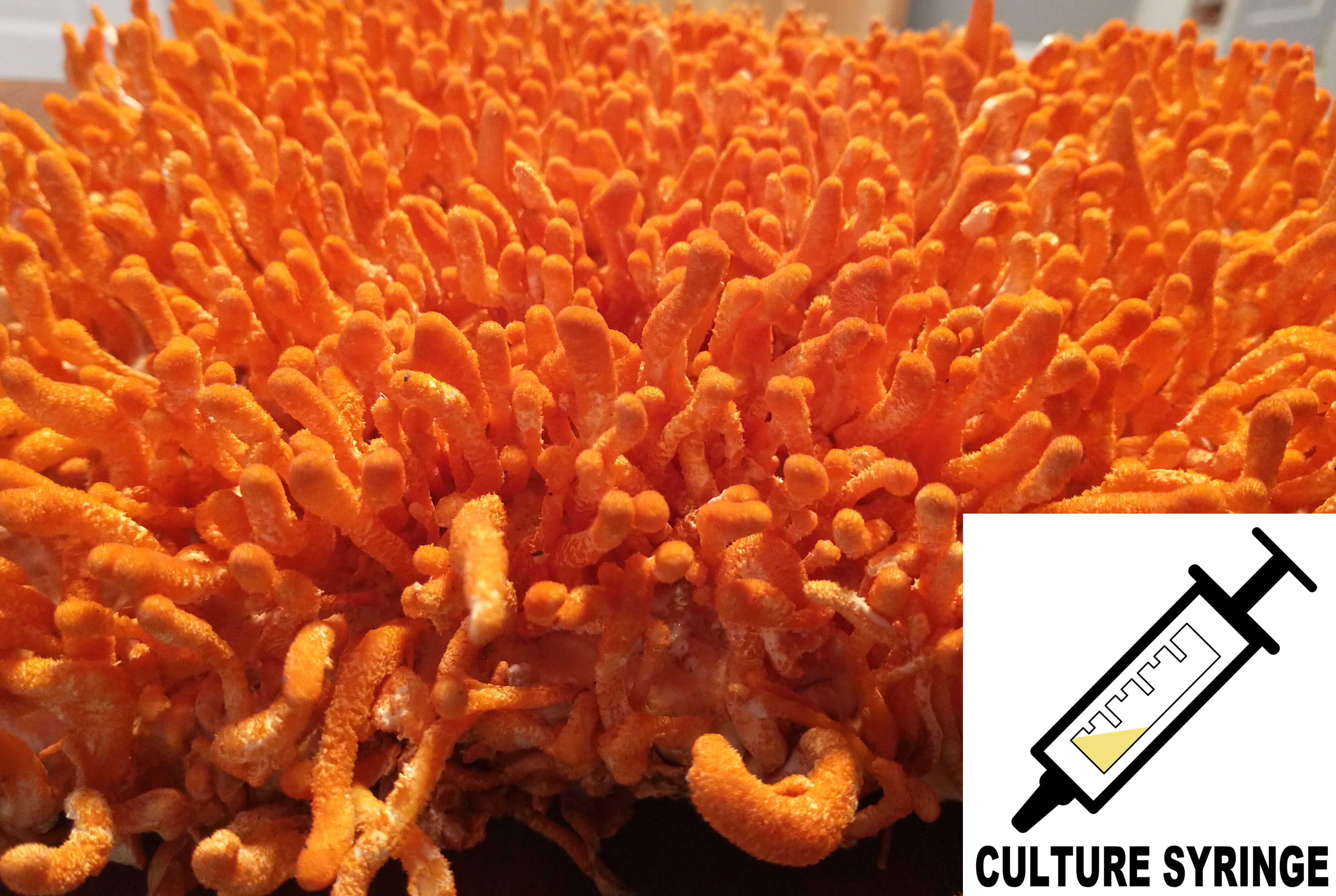 Cordyceps militaris : Mushroom Culture Syringe 